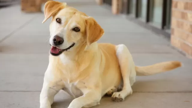 Unraveling the Canine Enigma: Deciphering the Mysteries of Dog Tail Wagging